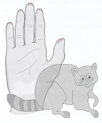 Waschbär mit Hand