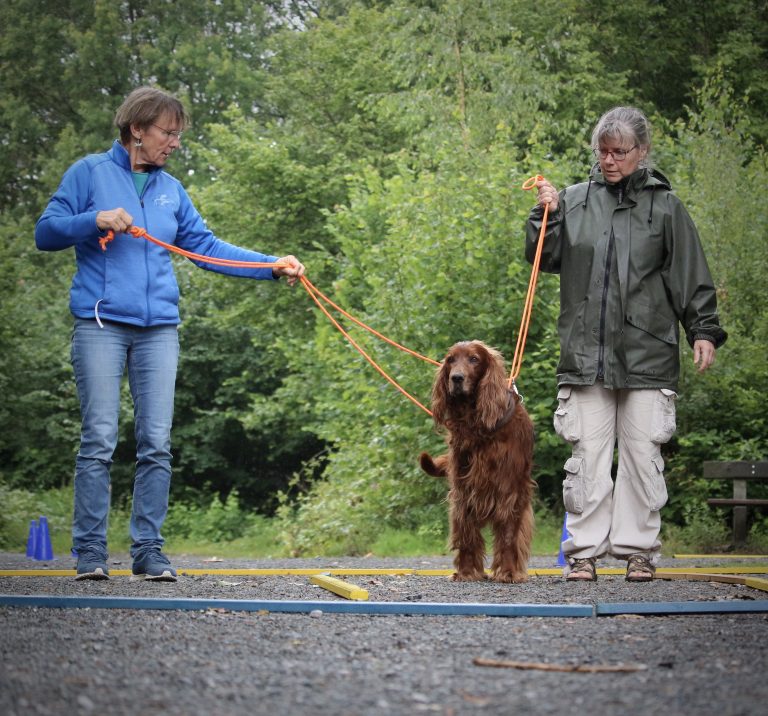 Tellington-Brieftaubenführung