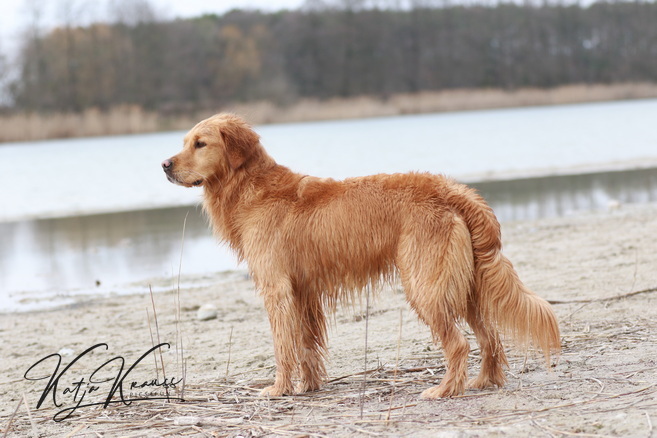 Golden Retriever steht am Strand