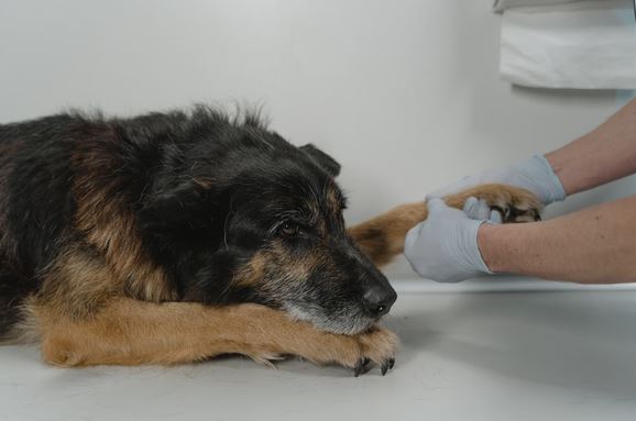 Hund beim Tierarzt