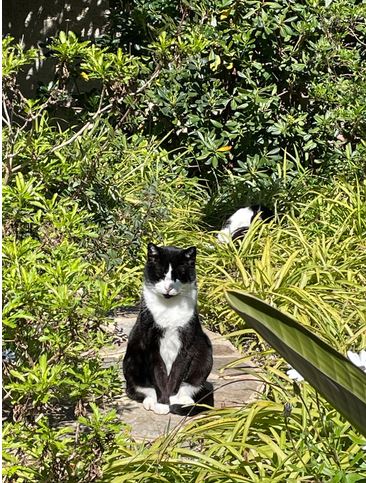 Schwar-weiße Katze sitzt im Gras
