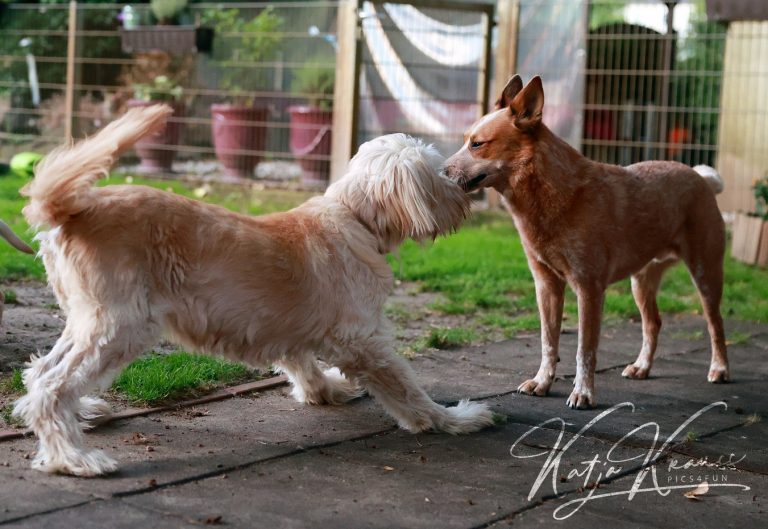 Schafspudel Arwen spielt mit Cattledog Neo